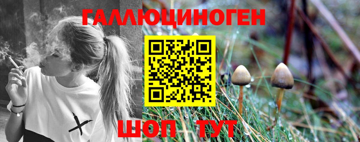 Галлюциногенные грибы Cubensis Курчатов